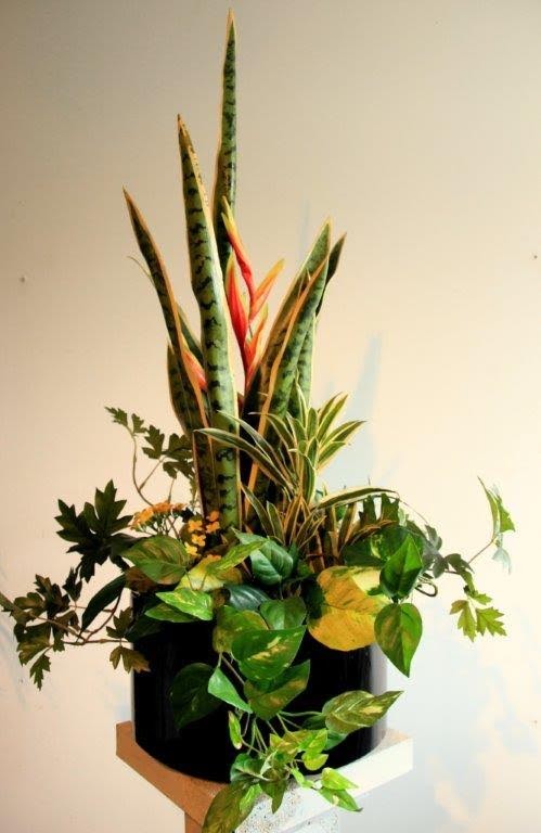 Evergreen Interiors | Articifial Plants Cork | Live Plants Cork ... Evergreen Interiors | Articifial Plants Cork | Live Plants Cork ...